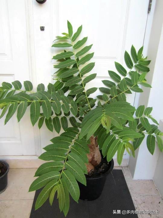 奇异油柑块根,奇异油柑原产地是哪里