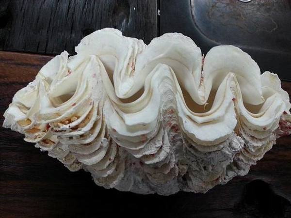 这10种文玩都是违禁品最好别碰,这5种文玩核桃千万不要买