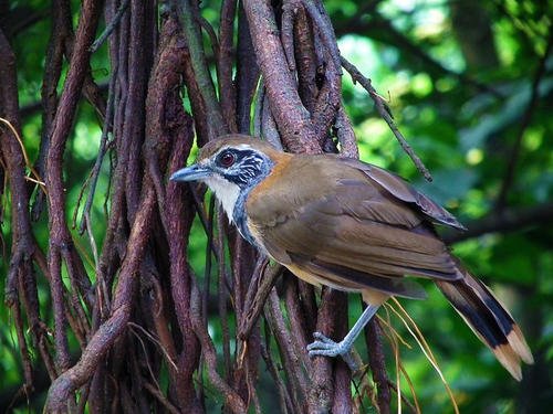 去了广州必去的十个地方,到广州最值得去的地方