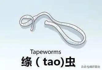 养了几年的猫有跳蚤,养了一年的猫还咬主人