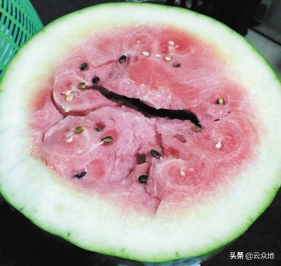 西瓜厚皮的防治方法,西瓜膨大是什么原因引起的