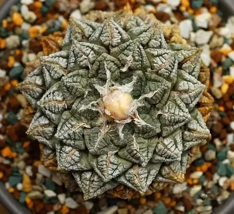 中国十大名贵稀有植物物种,全身是宝的名贵植物有哪些