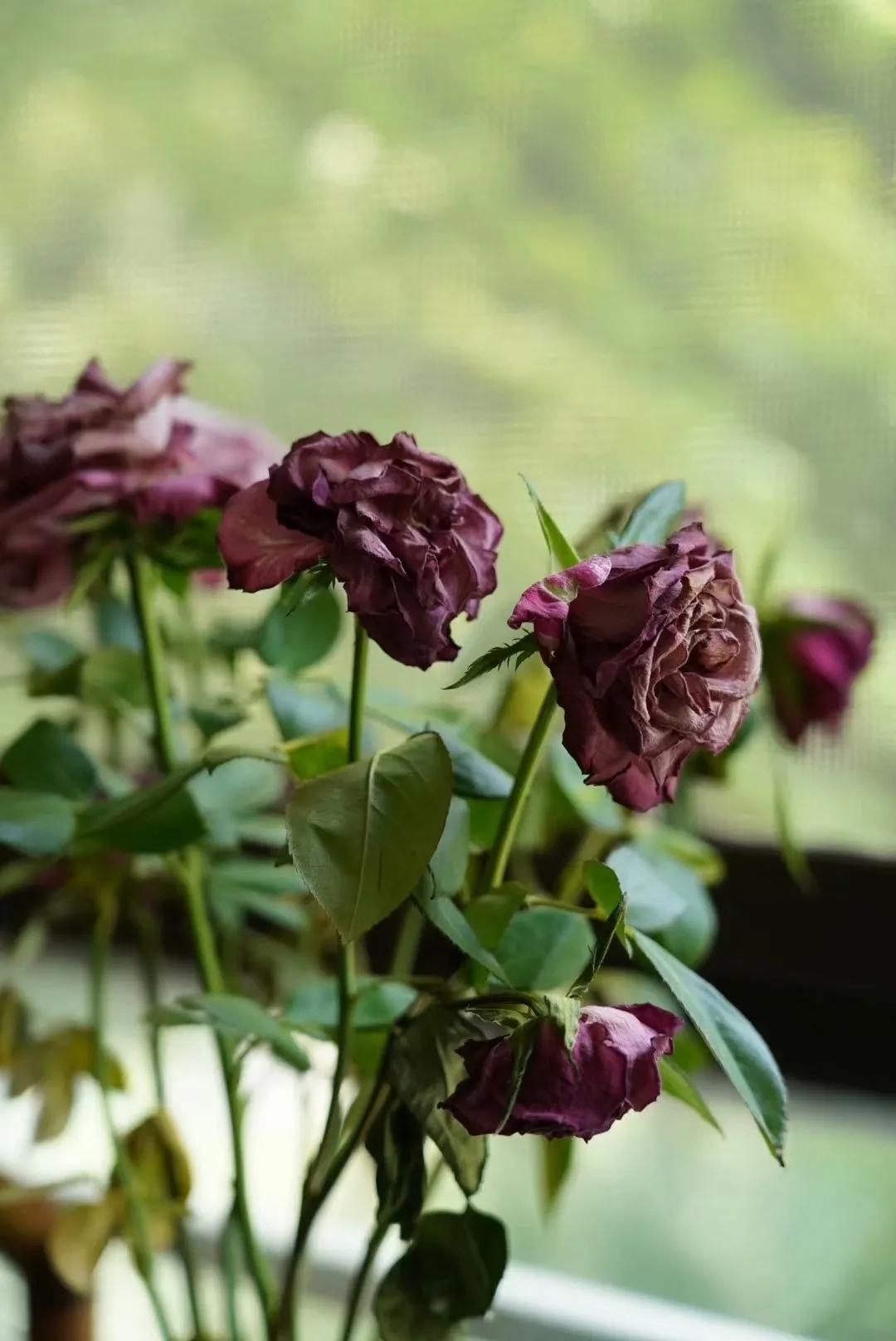 仲夏：在一本古籍中与明朝的云南县相遇