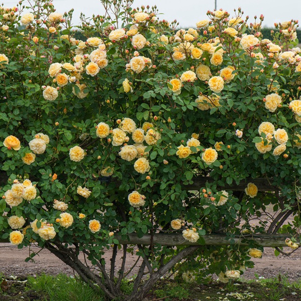 庭院小型藤本月季推荐,适合阴面阳台的3款藤本月季