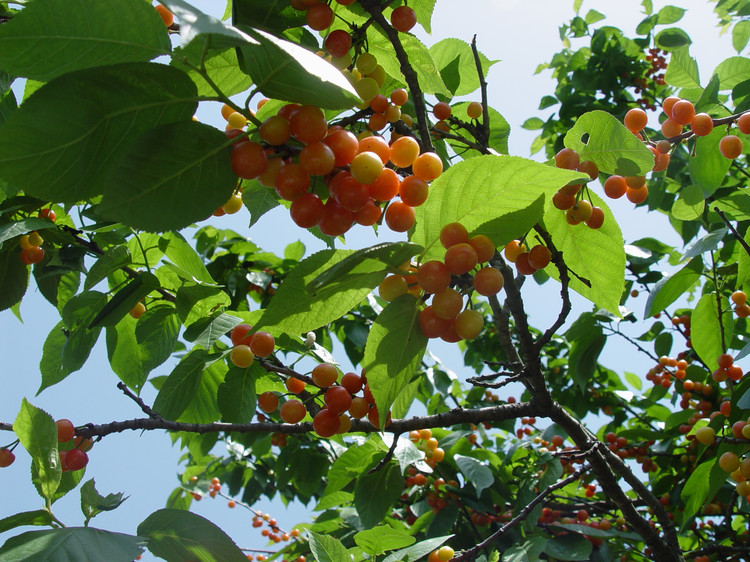 西安2023樱桃采摘园附近,西安樱桃采摘园地图