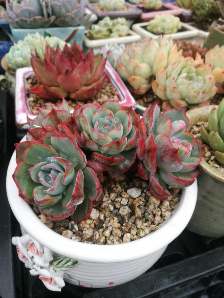 误打误撞的多肉情缘,带我走进多肉小世界!