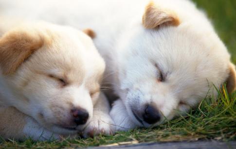 狗软骨病怎么治疗最好,狗得了软骨病有什么症状