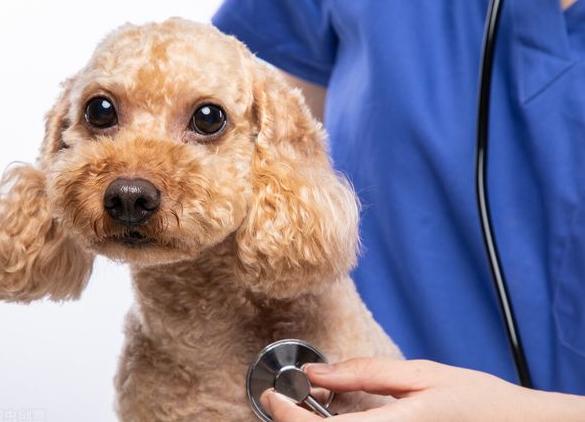 泰迪泪痕毛要剪掉吗,幼犬泰迪泪痕臭臭的