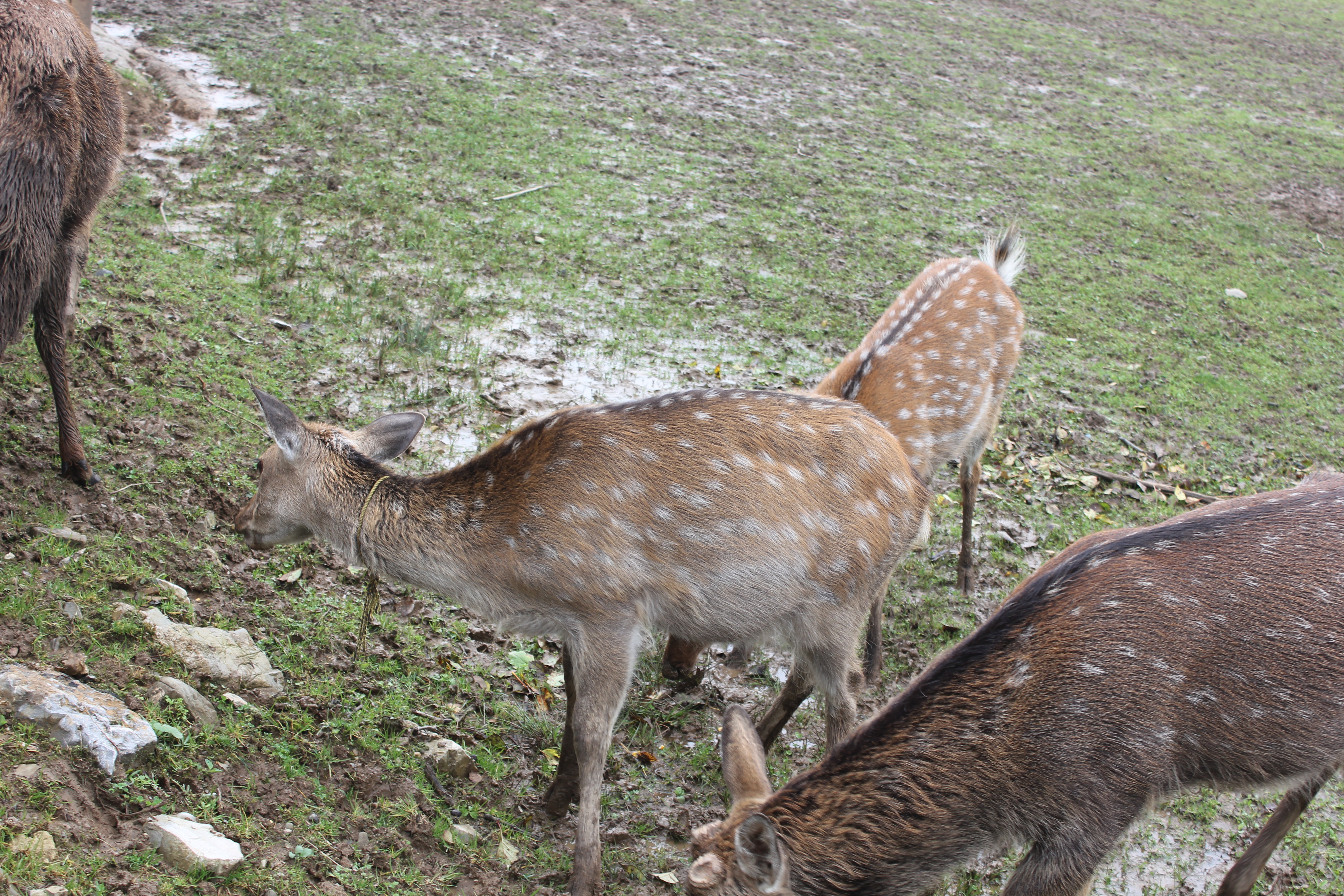 雨中神农架探秘之旅｜国庆节武汉至神农架自驾游攻略分享