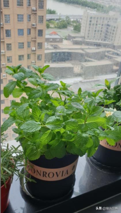 武汉养花技术哪里培训,北京养花小技巧