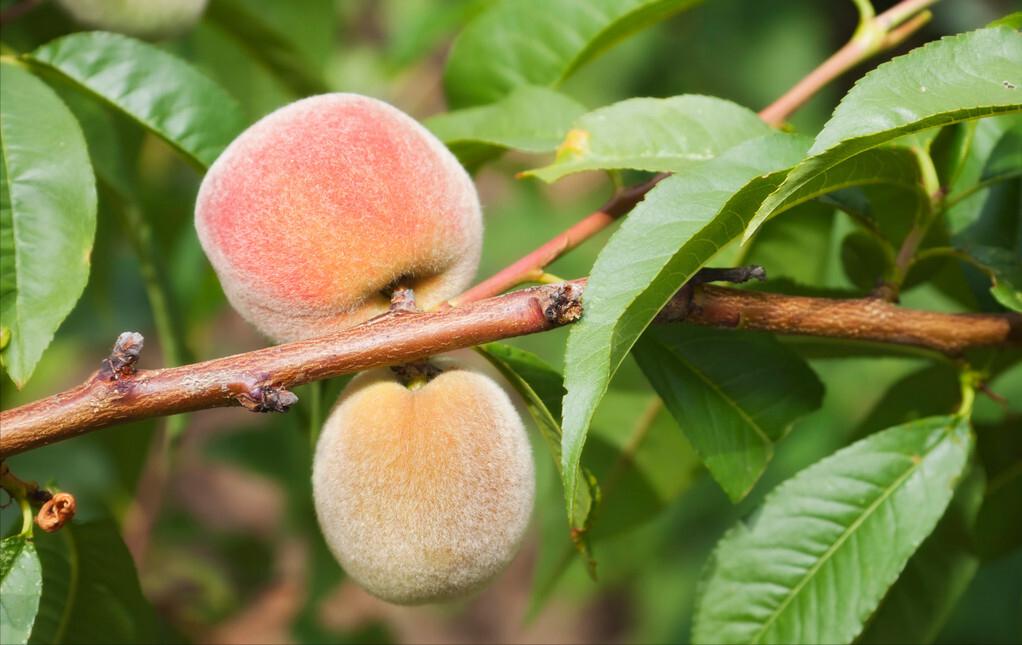 农村大叔种植桃子,农村大叔新发明的种植技术