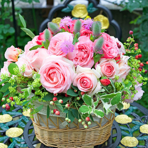 20种必买月季品种图片,网购月季有哪些品种好活