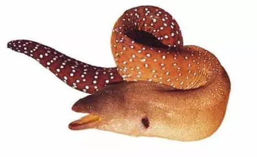 世界顶级海鲜鱼类,史上最完整鱼类海鲜图鉴