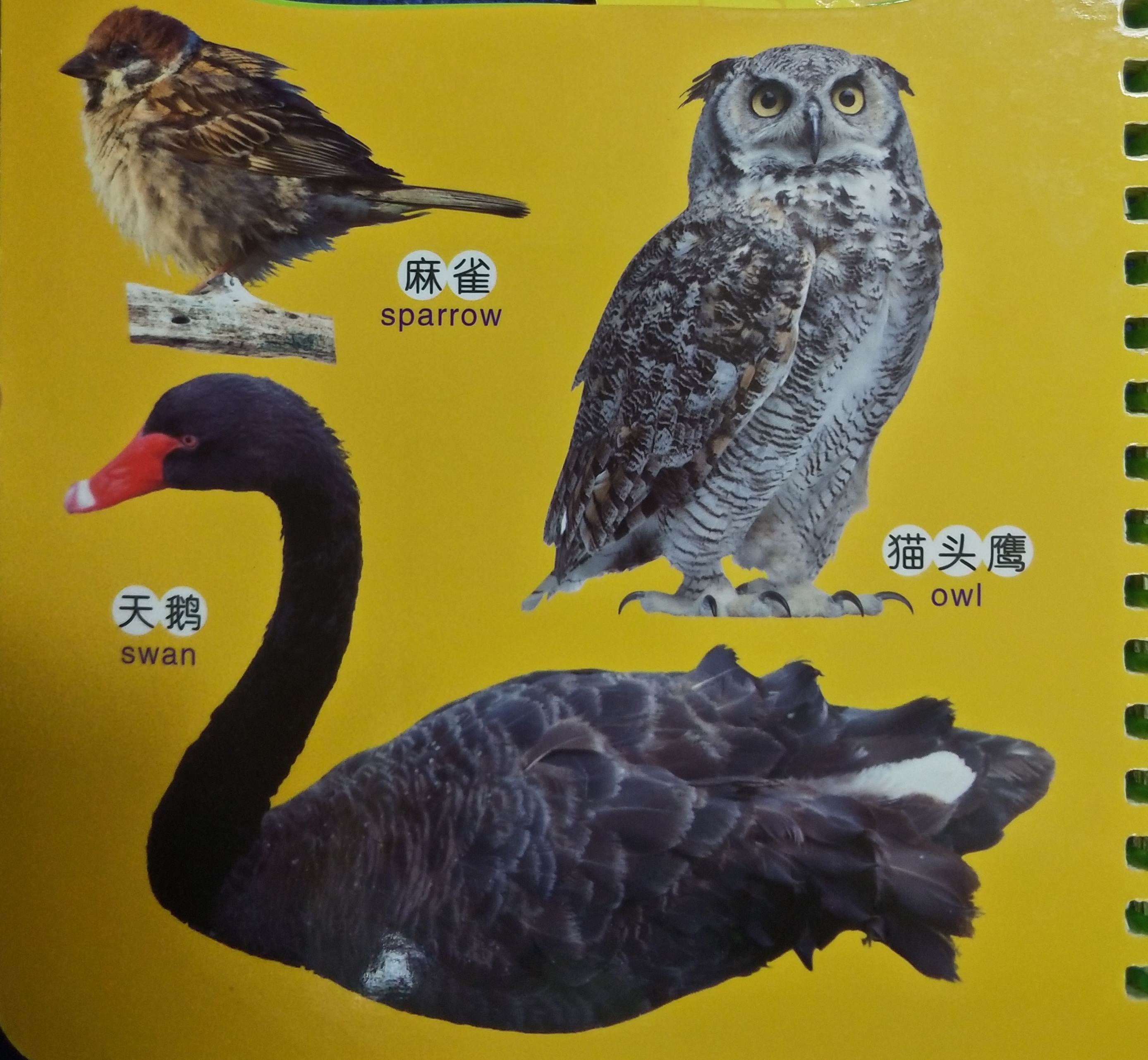 关于动物的绘本双语版,最会逃生的动物绘本