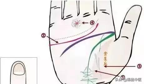 手诊图大全清晰图手背,全息手诊图