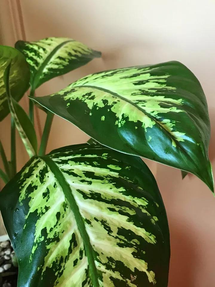 花卉叶子喷什么水好,什么溶液喷花卉叶子最好