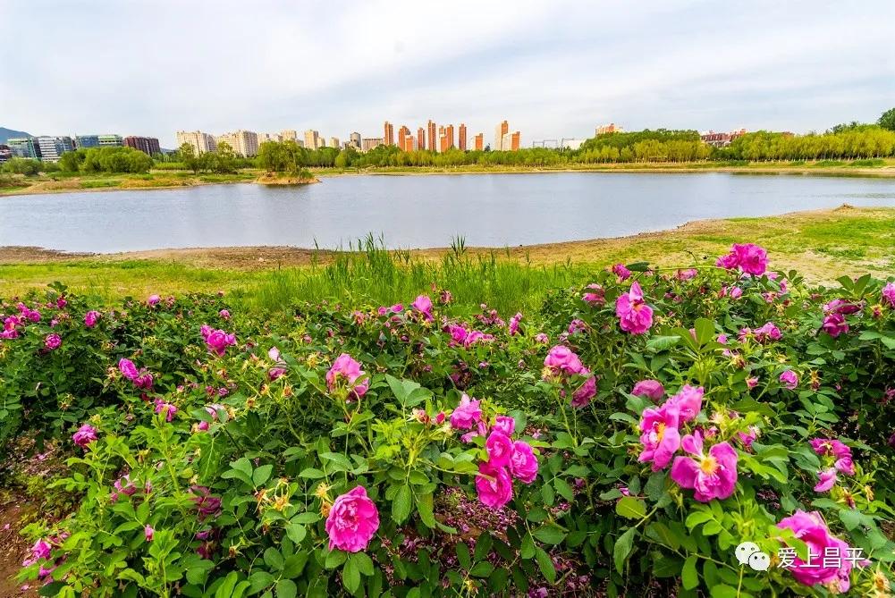 昌平风景区游玩攻略图,北京昌平十大必去的旅游景点推荐