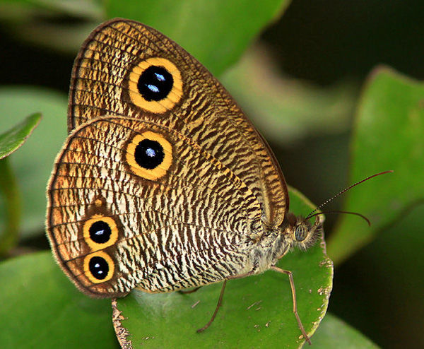 世界上的各种蝴蝶,为什么世界上有五彩斑斓的蝴蝶