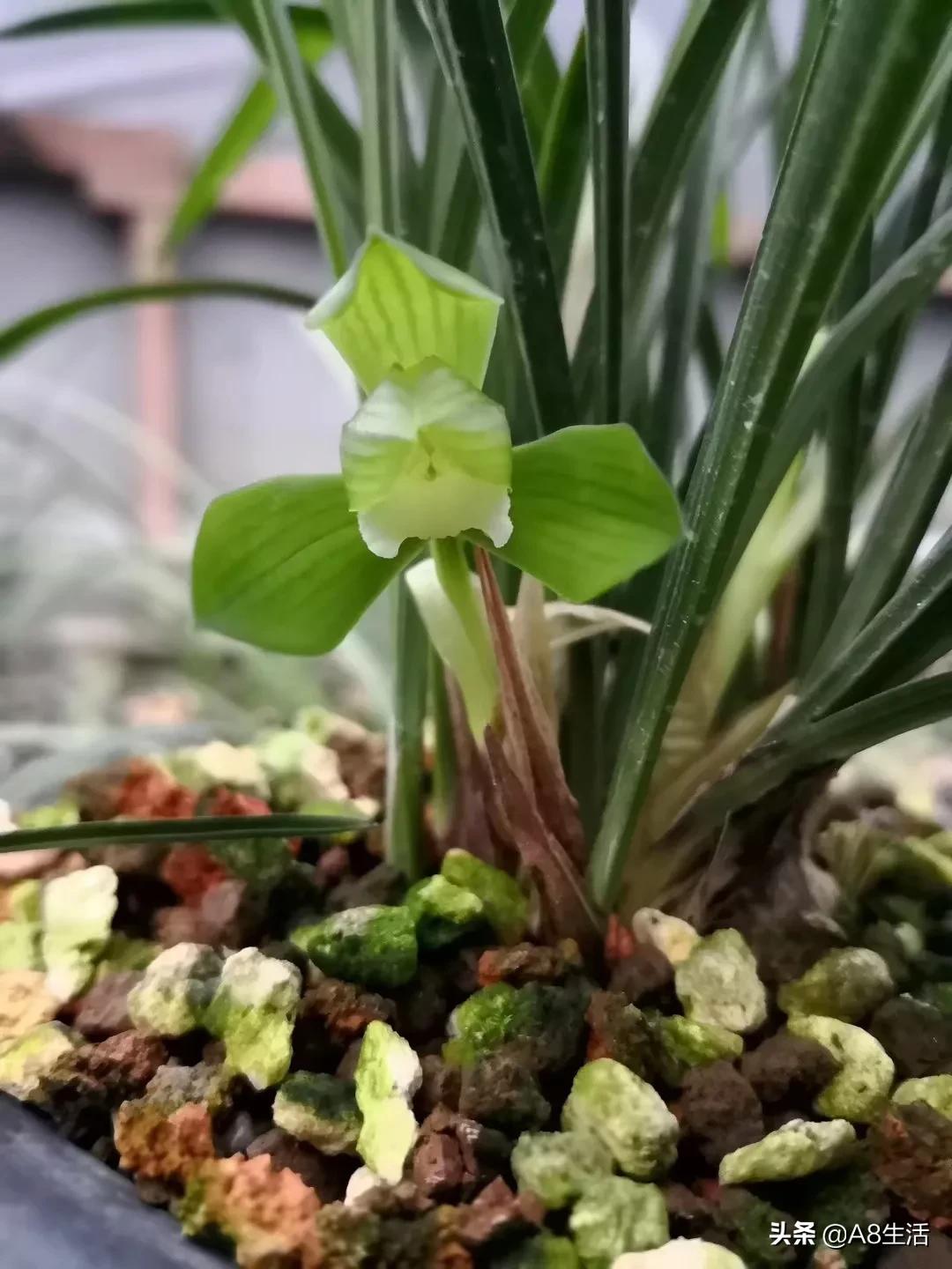 春兰张荷素兰花介绍,每日一品中国兰花春兰