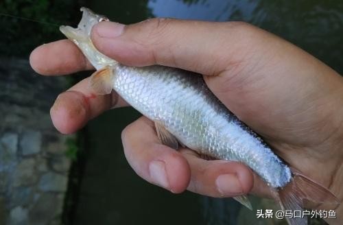 钓马口鱼的最佳方法路亚,路亚溪流钓马口鱼的最佳方法