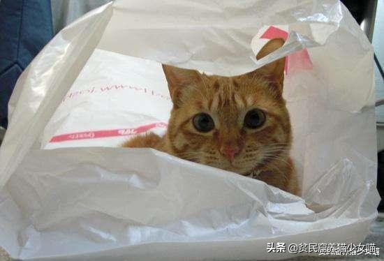 猫咪为什么超爱吃甜食呢,猫咪为什么爱吃肉