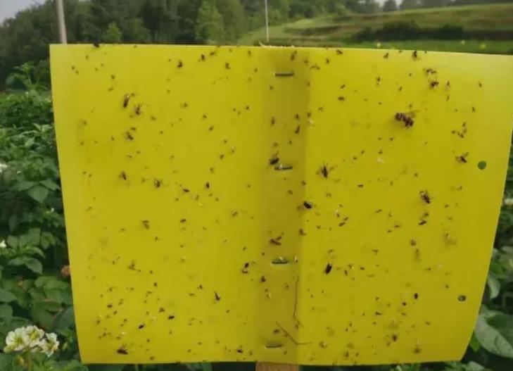 动物病毒感染怎么治疗,植物病毒病解决方案