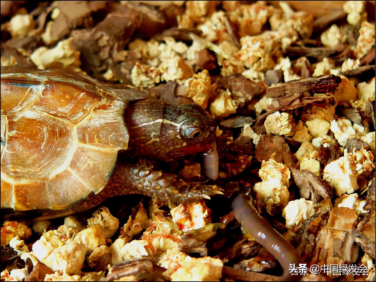 龟类饲养简易口诀,关于龟类养殖