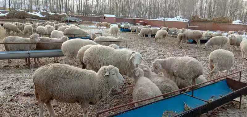 养羊用好两诀窍一年多赚20万元,养羊快速盈利