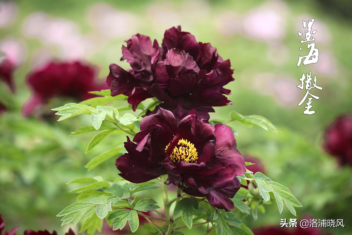 牡丹的名贵品种黑牡丹和绿牡丹,牡丹的稀有品种绿牡丹和黑牡丹