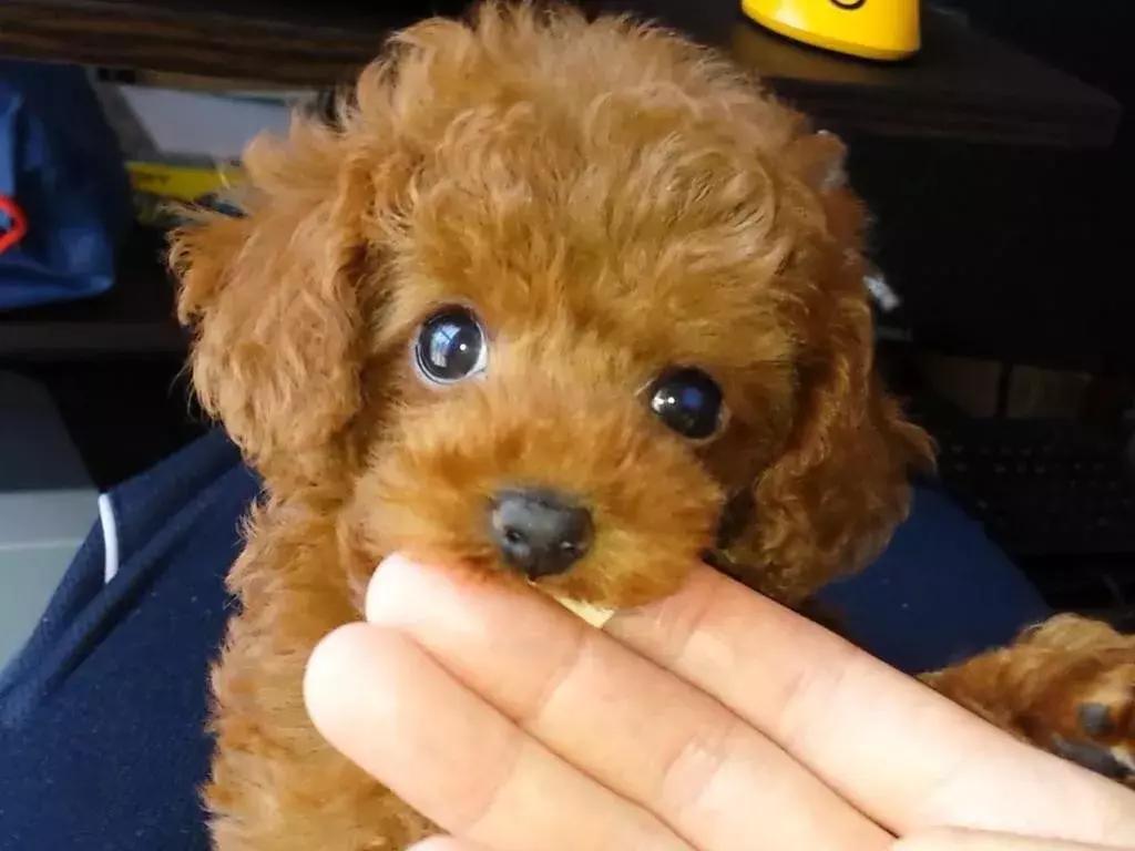 犬猫在什么情况下才会传染狂犬病,狂犬病是患病的猫才会传播的吗