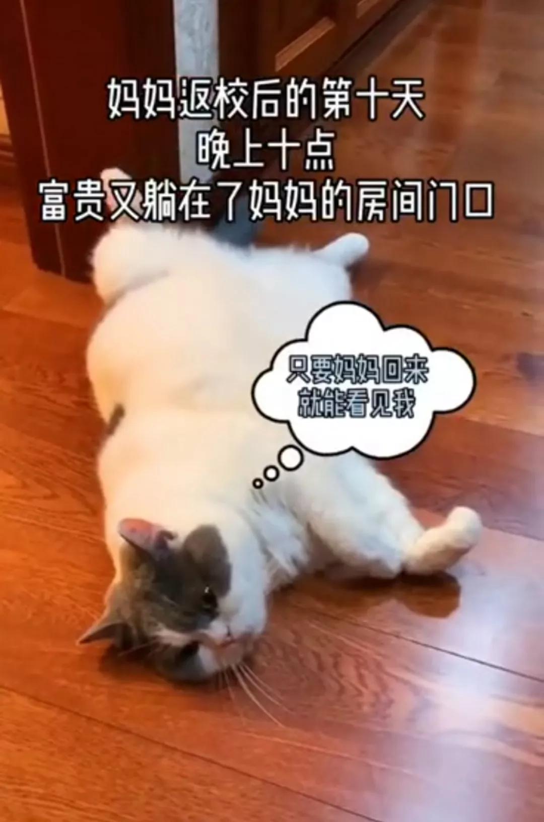 “因为一句话，我家猫在监控前守了一夜，彻夜未眠”