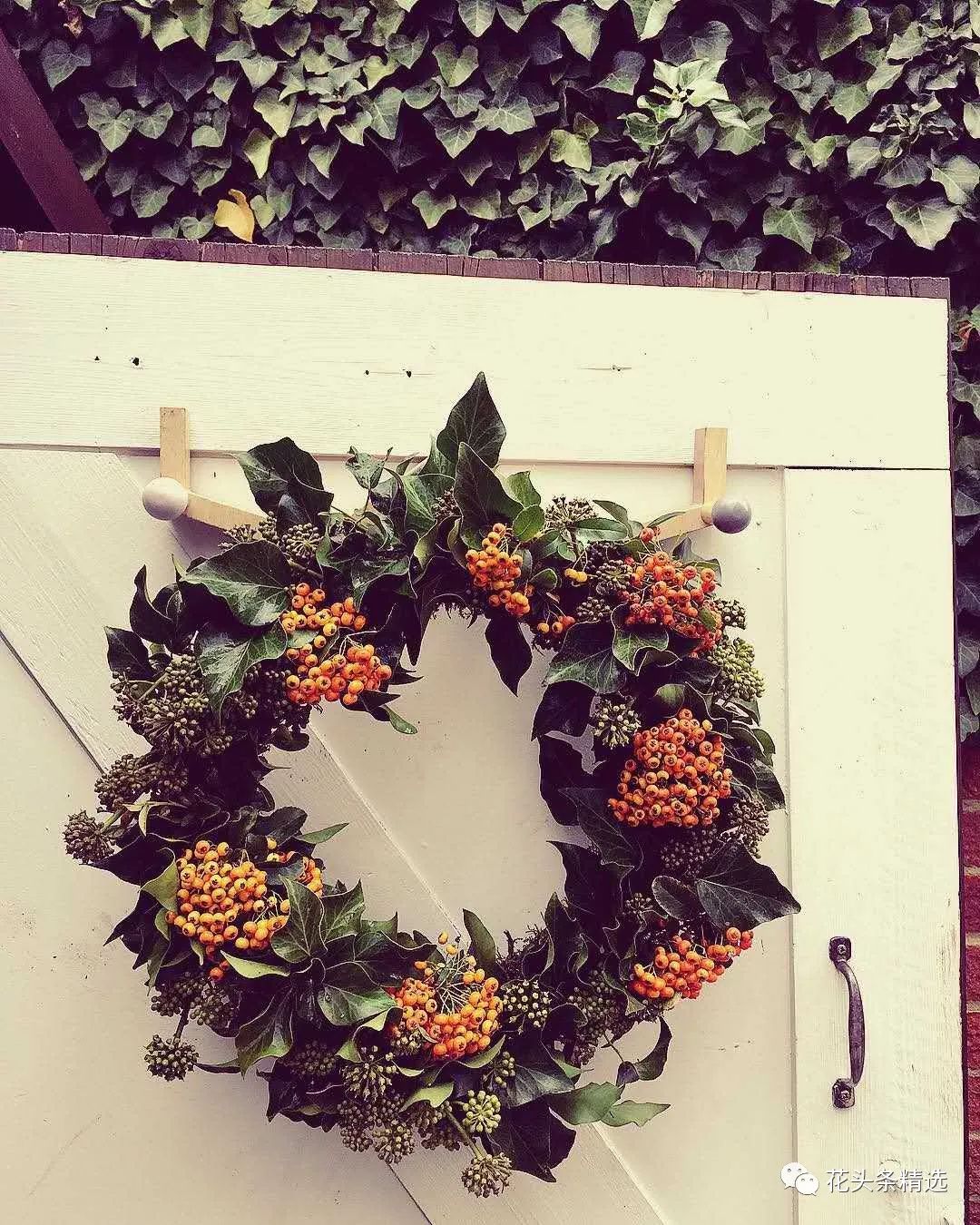 最优质的北美冬青,北美冬青性价比高的