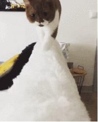 盘点那些姿势优雅的猫,肉感十足的猫是什么猫