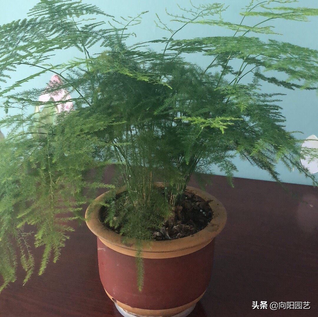 淘米水臭了怎么养花,淘米水养花发臭