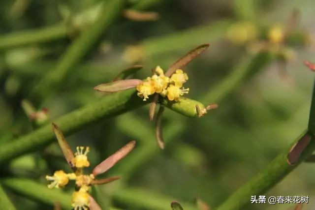 光棍树养殖方法,招财光棍树怎么样扦插