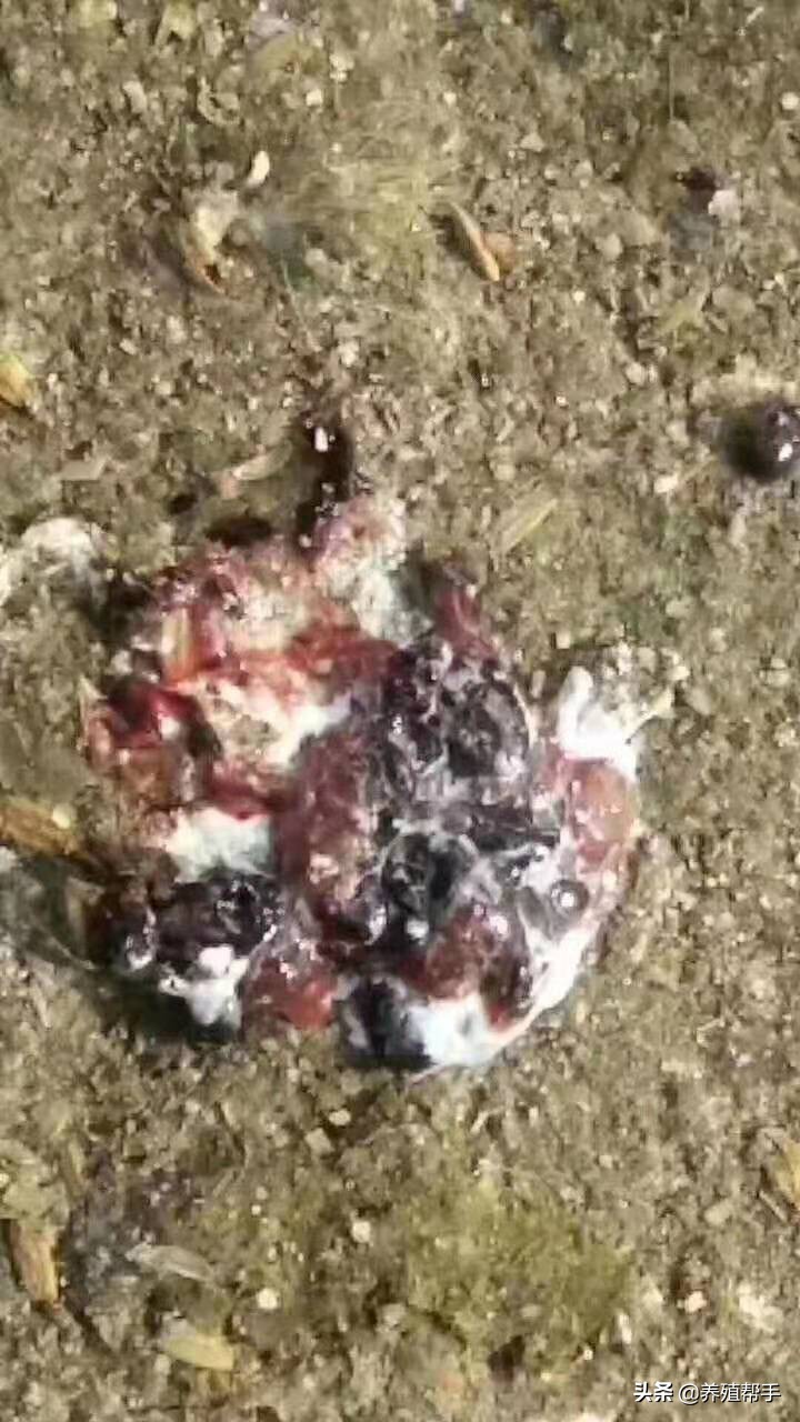 鸡生病了吃什么药都不好该怎么办,鸡呼吸道久治不愈原因