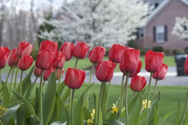 干货分享种植小技巧,混合花境设计与种植建议