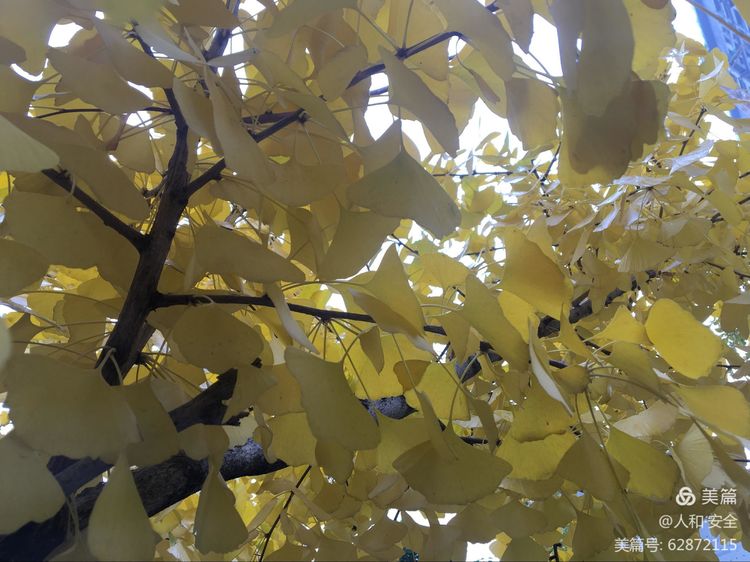 陕西省渭南市临渭区人和小学,临渭区人和小学