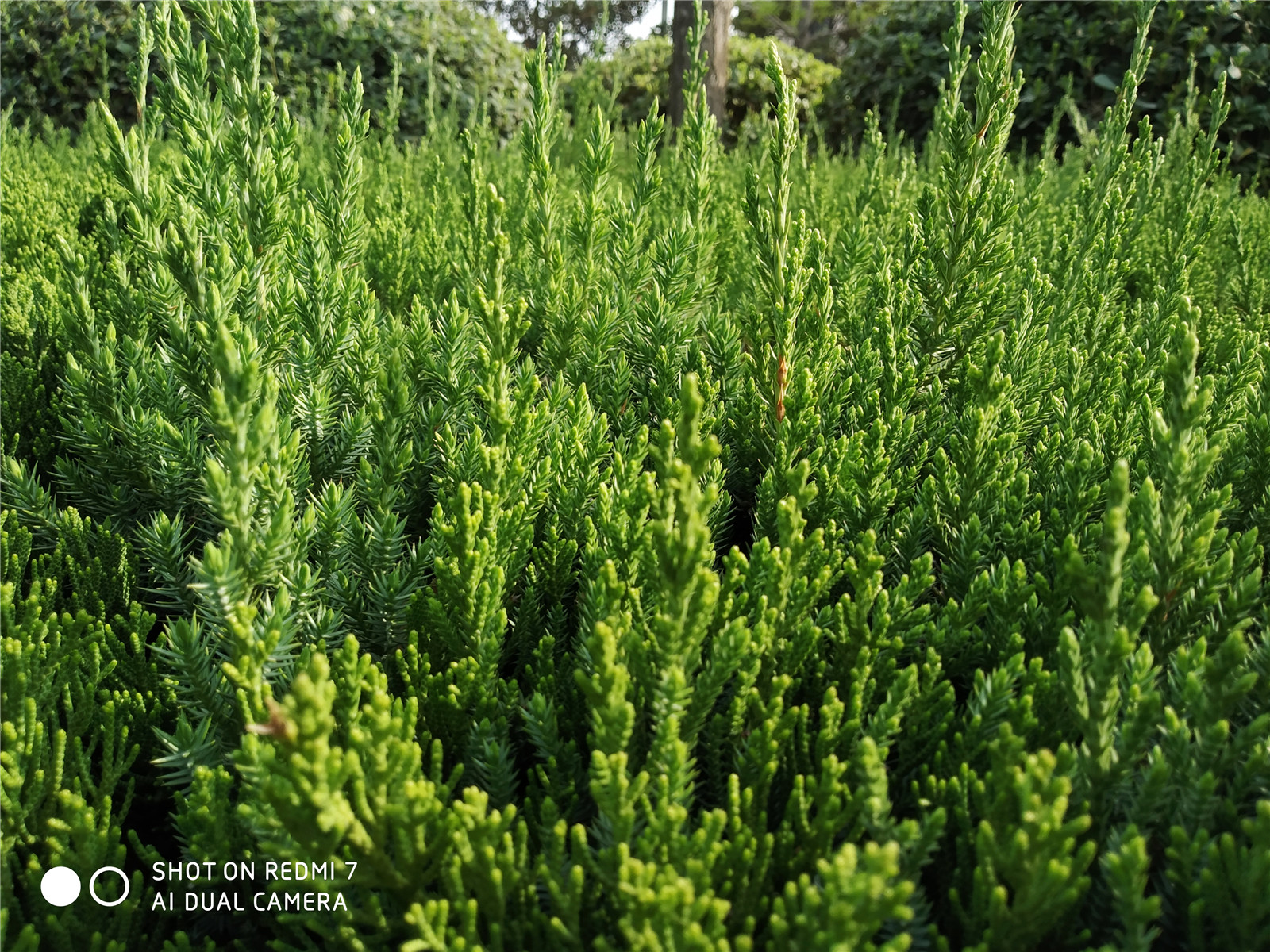 红米7测评玩和平精英卡不卡,红米7处理器评测