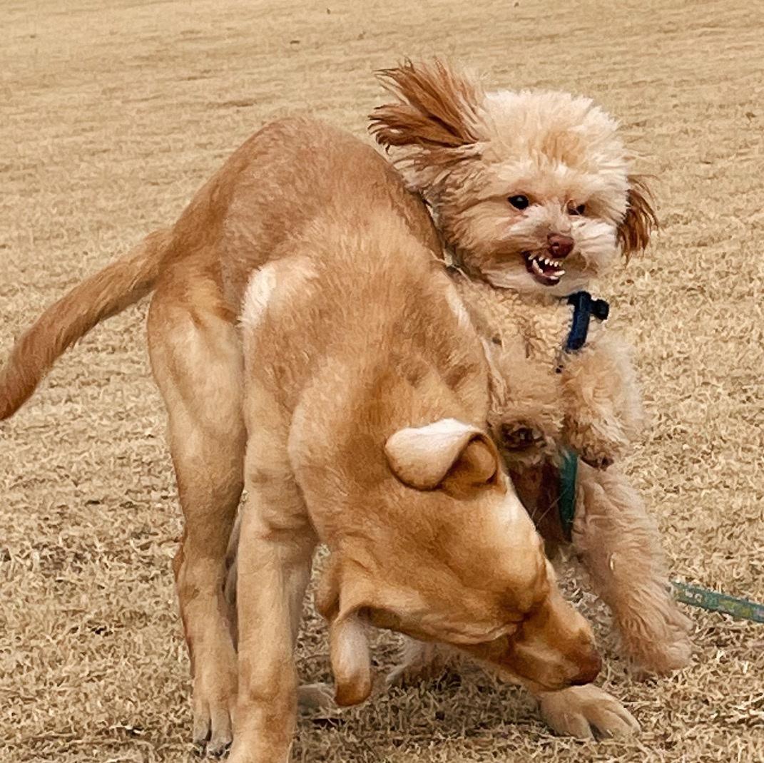 泰迪被当爷爷给宠坏了,把泰迪宠坏了