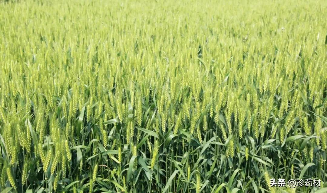 今年红花价格能涨多少,红花最新价格回落