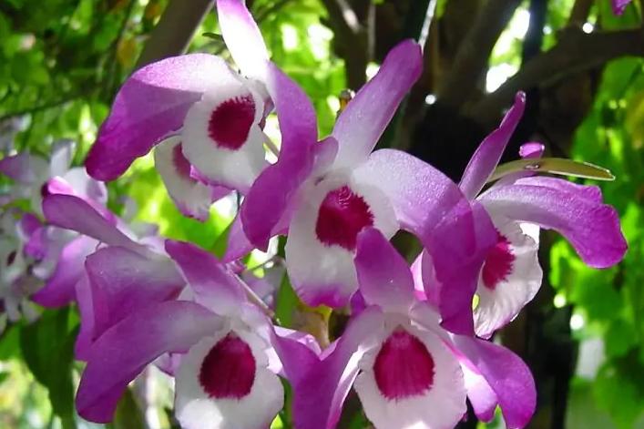 值得收藏的兰花品种有哪些图片,最好的兰花品种图片大全欣赏