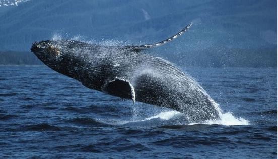 路亚鱼种类大全,长江鱼种类大全图片