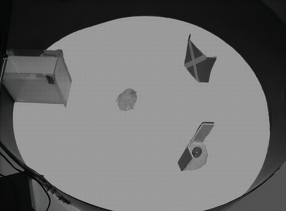 动物中的数学天才说明什么,动物中的数学天才及原因