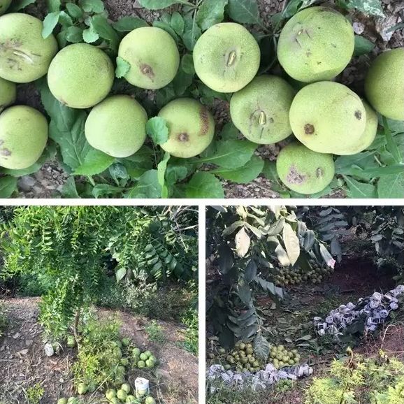 怎么分辨文玩核桃成熟度,如何辨别文玩核桃的好坏