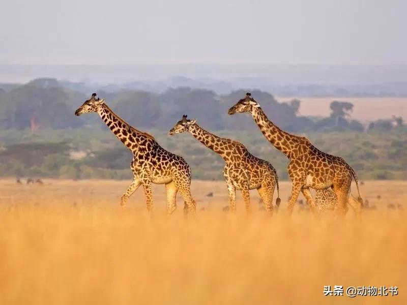 中国36个省份代表的动物,20种有代表性的动物