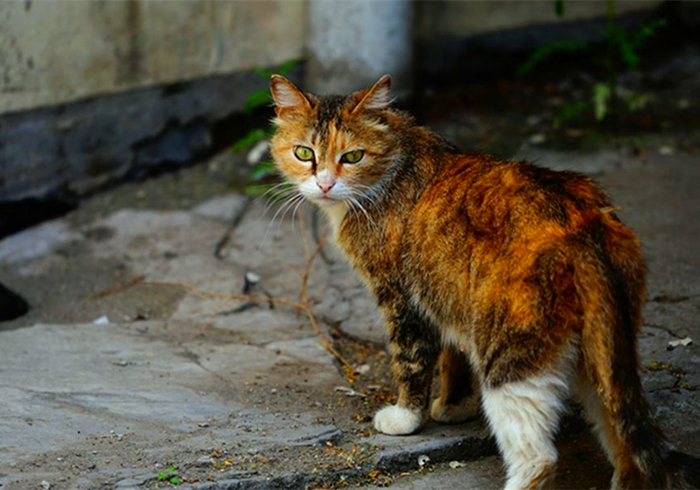 猫咪走丢了最有效的寻找方法,寻找走丢的猫猫