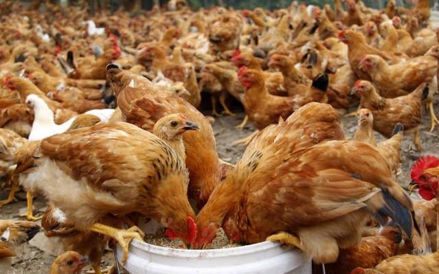 鸡舍杀菌消毒设备,畜禽养殖场臭氧消毒方案