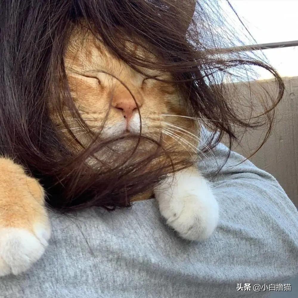 不要随便亲猫的后果,强行亲猫