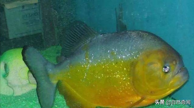 亚马逊十大凶猛植物,巴西亚马逊热带雨林动植物